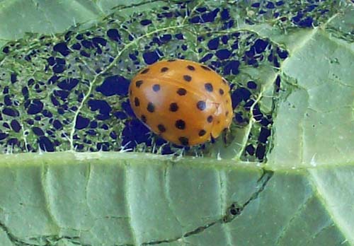 BAD LADYBUG... BAD.jpg