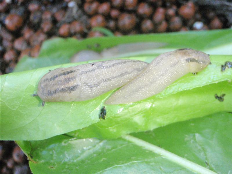 PB150104 (Custom).JPG