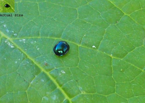 metalic lady bug.jpg