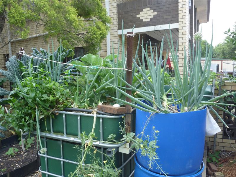 P1060574 (Custom).JPG