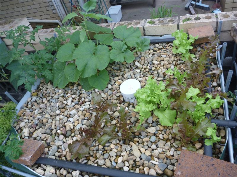 P1060571 (Custom).JPG