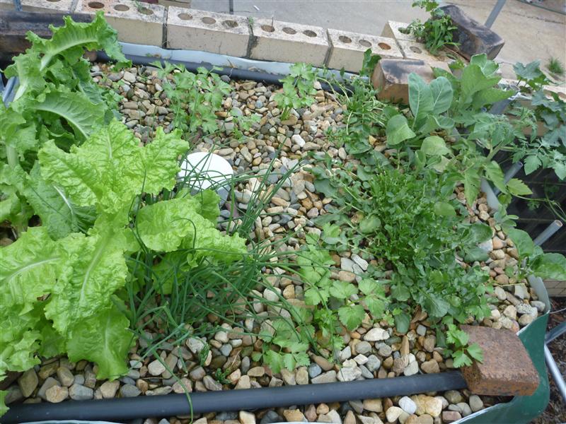 P1060572 (Custom).JPG