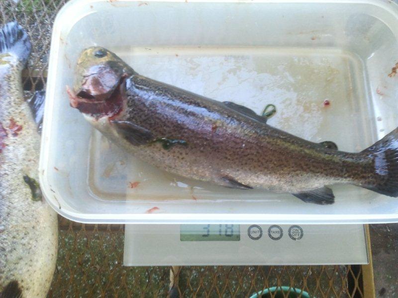 17.11.2012 little fella.jpg