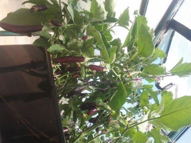 17.11.2012 eggplants.jpg