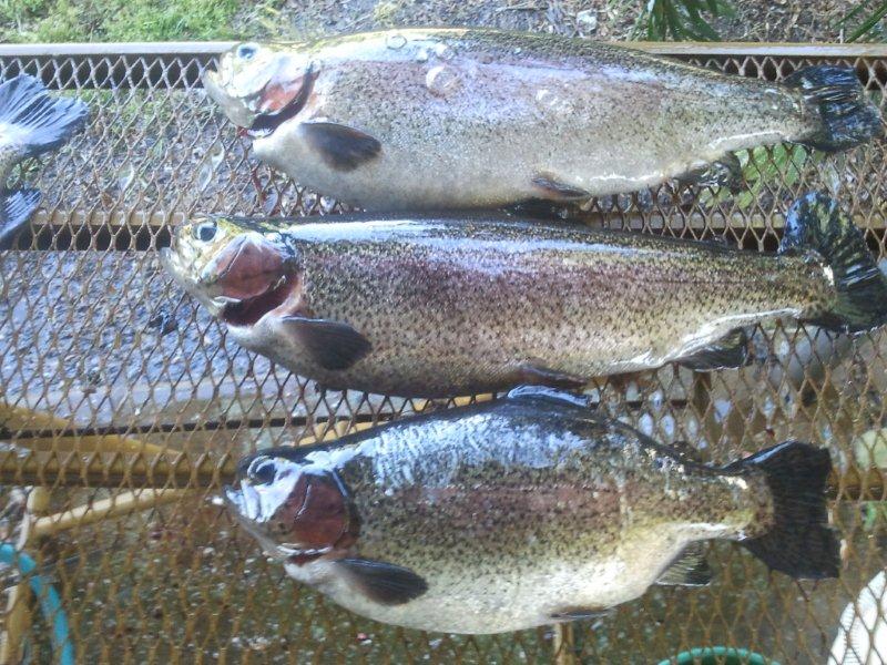 17.11.2012 variation.jpg