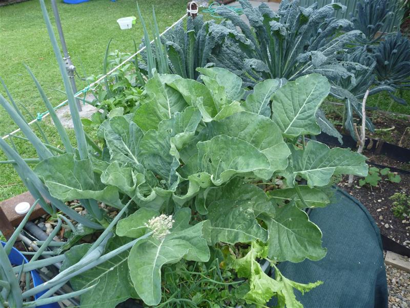 P1060576 (Custom).JPG