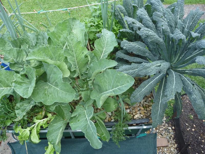 P1060573 (Custom).JPG