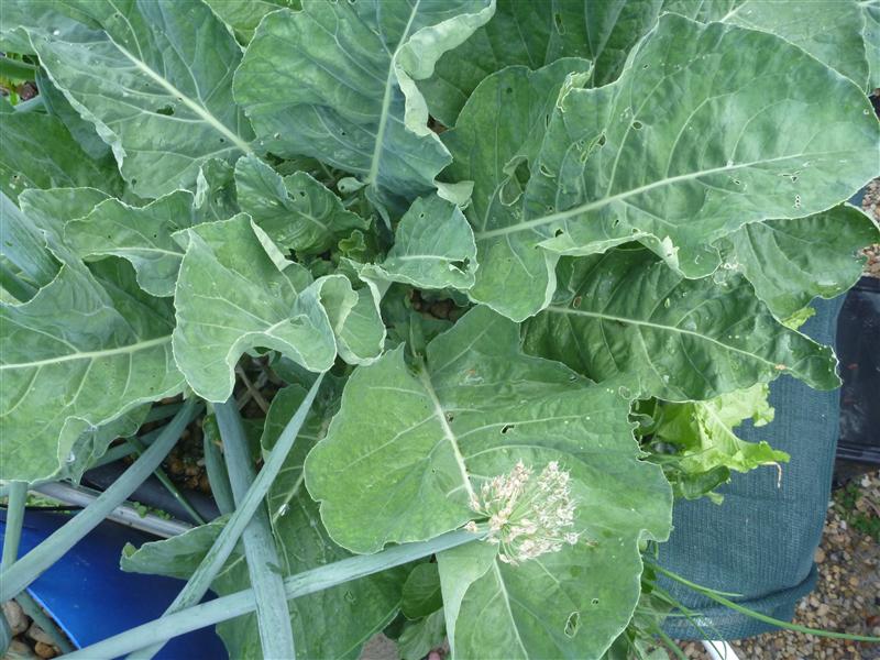 P1060577 (Custom).JPG