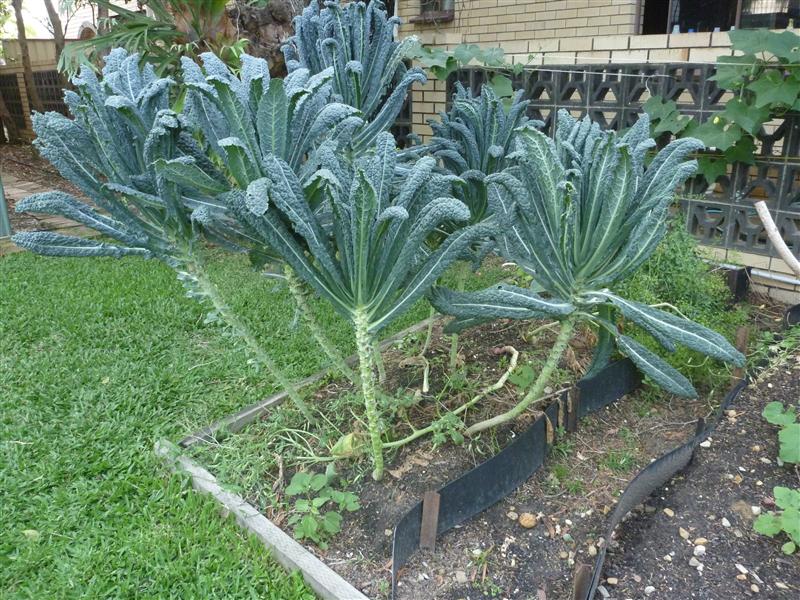 P1060564 (Custom).JPG