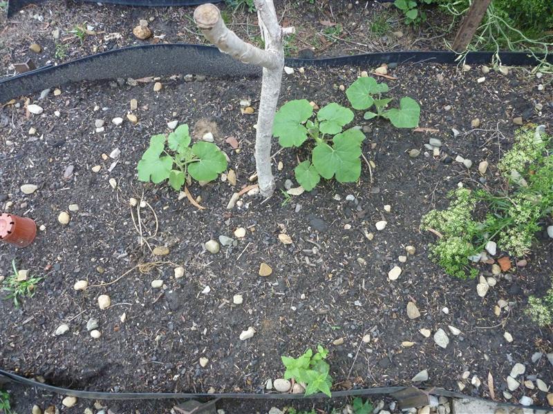 P1060570 (Custom).JPG