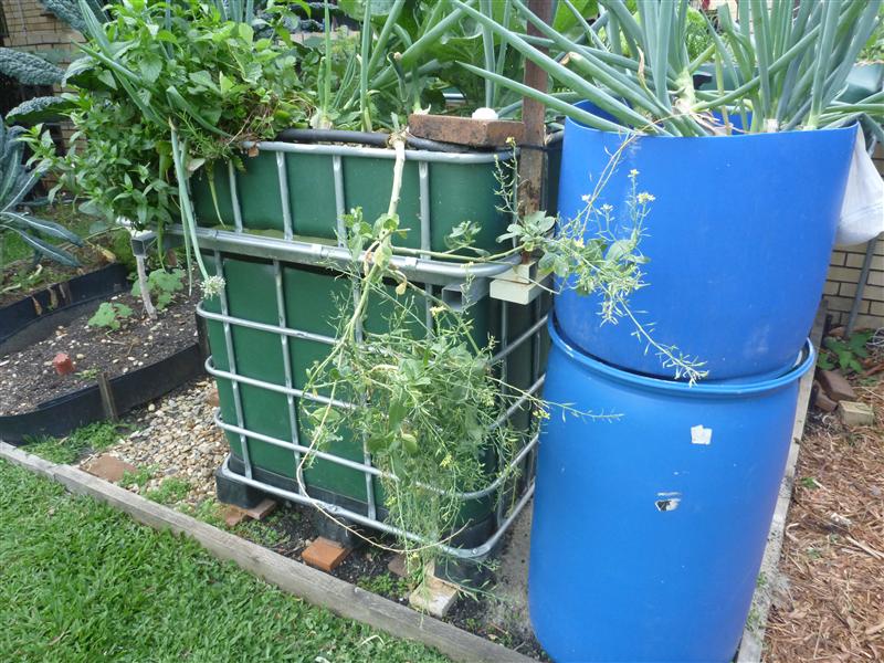 P1060575 (Custom).JPG