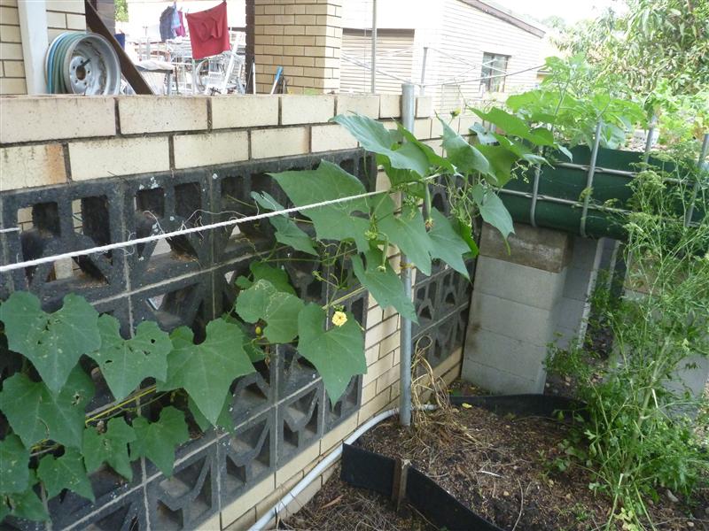 P1060566 (Custom).JPG