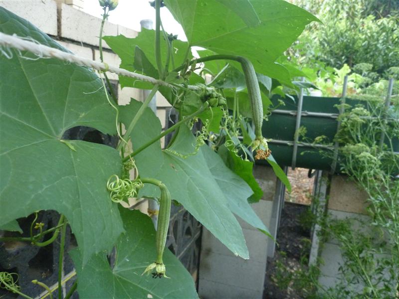 P1060567 (Custom).JPG