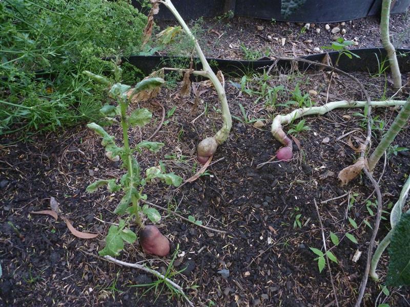 P1060569 (Custom).JPG