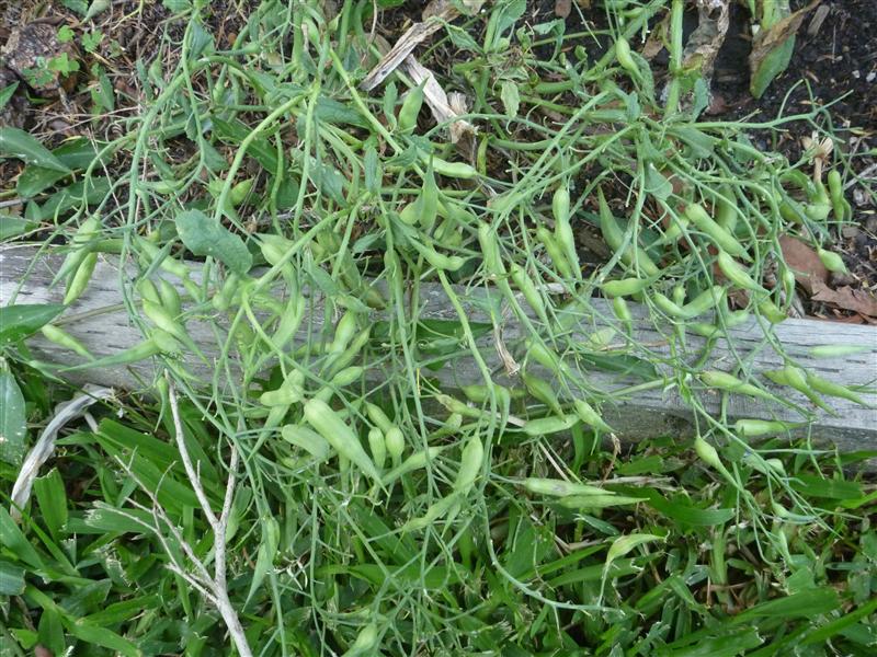 P1060568 (Custom).JPG