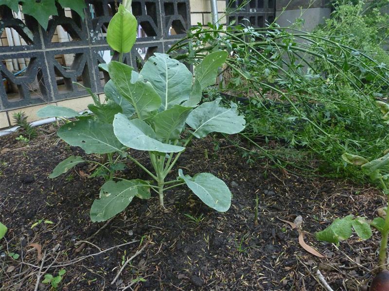 P1060565 (Custom).JPG