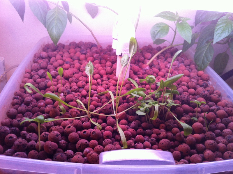 IMG_1726 (800x598).jpg