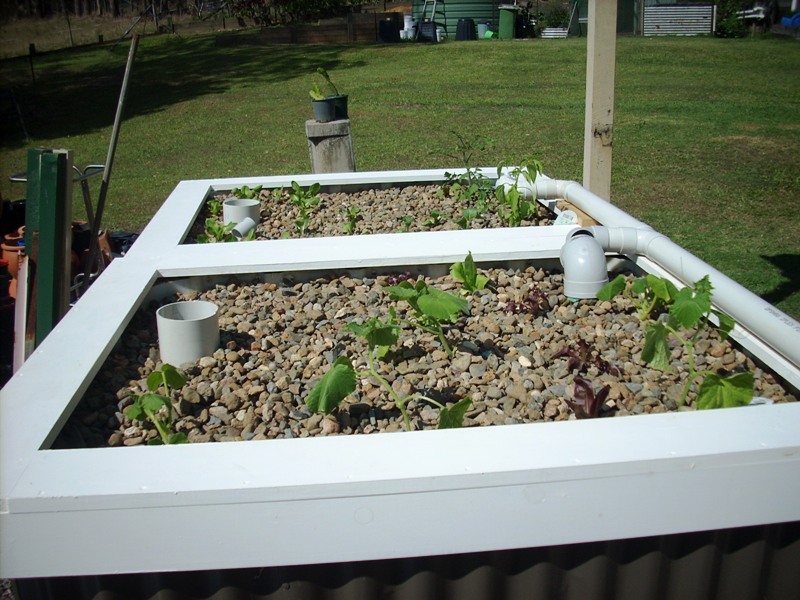 2012-11-19 Gb planting E r.JPG