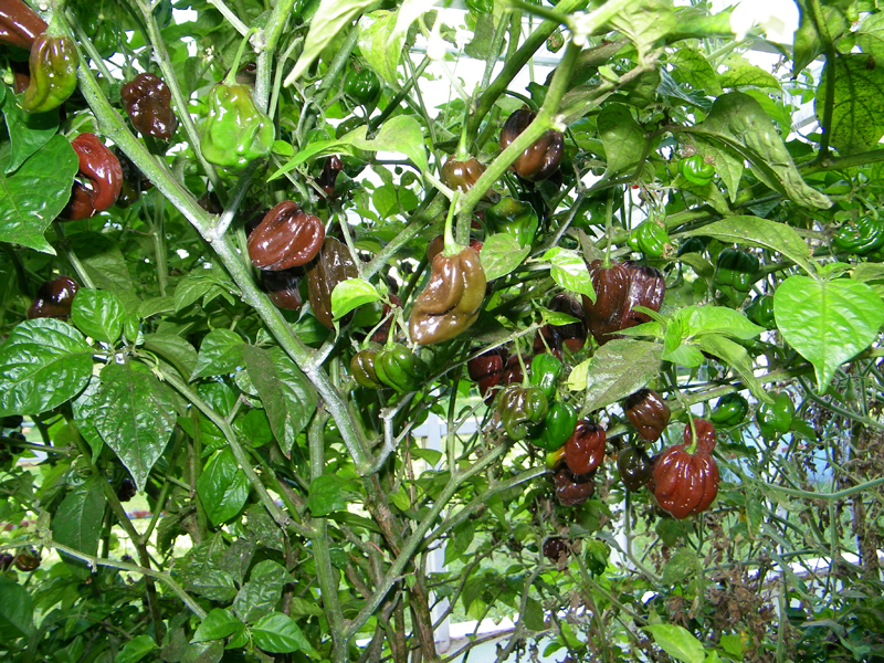 chocolate_habs ready 1.jpg