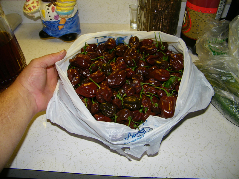 picked habs - 5-23-2012.jpg