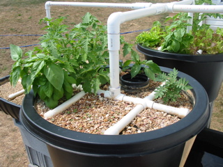 Round Growbed Aug 25.jpg