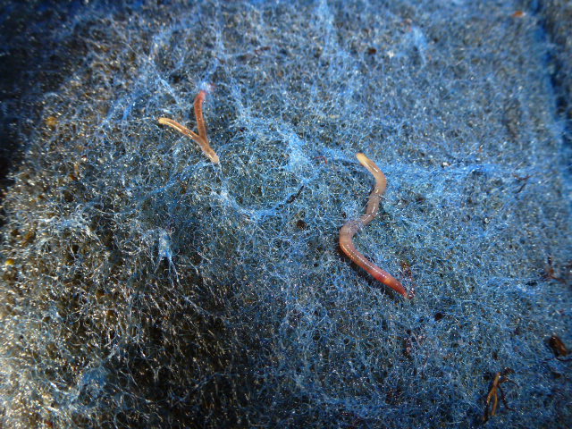 More Baby Worms.JPG