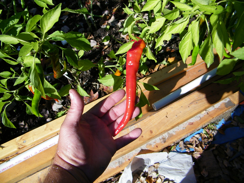 giant caynnes 11-25-2012 - 2.jpg