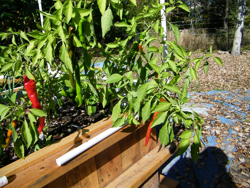 giant caynnes 11-25-2012 - 1.jpg