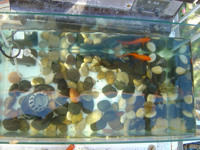 FishTank.JPG