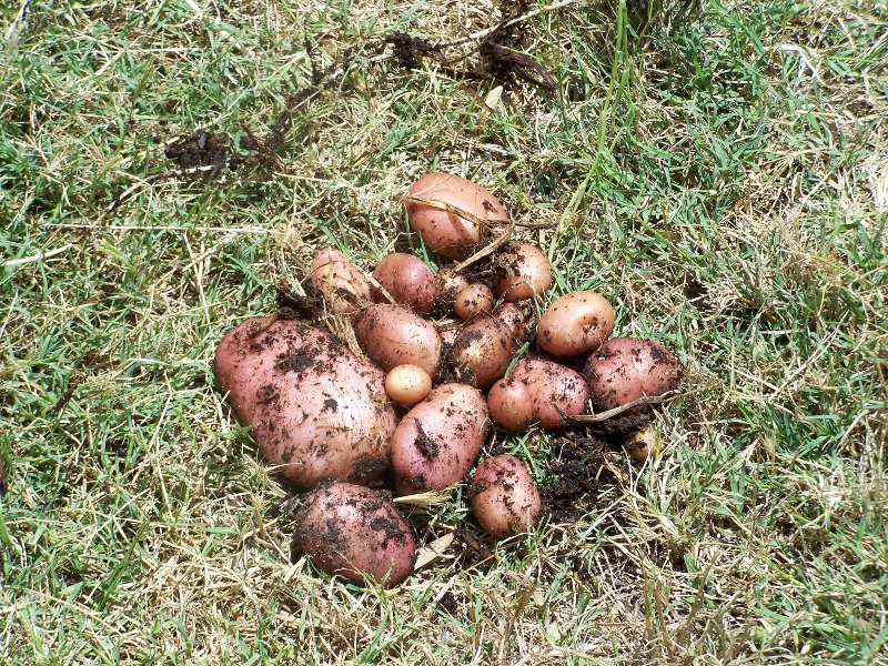 100_0891 (800x600).jpg