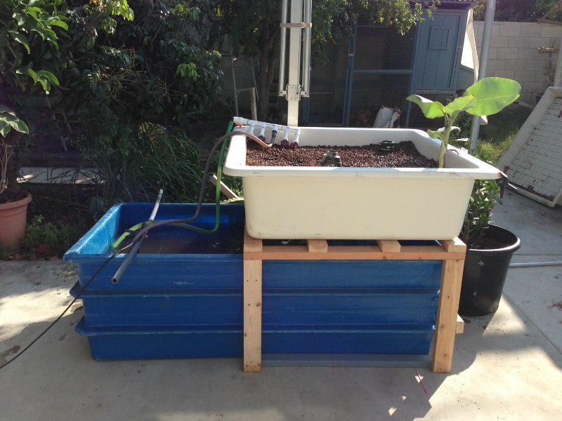 Aquaponic7.JPG