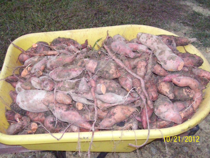 extra 040 (Custom).jpg