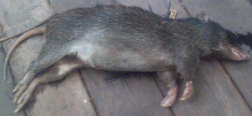 rodent.jpg