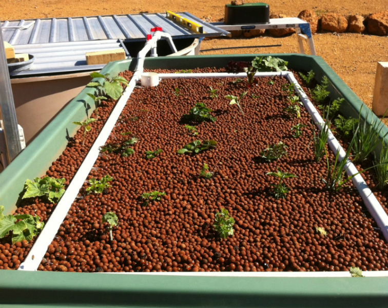 AA lid on and growing.jpg