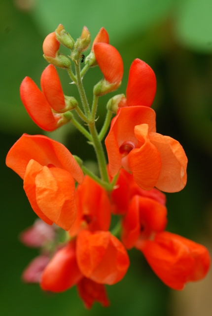 Bean flowers.jpg
