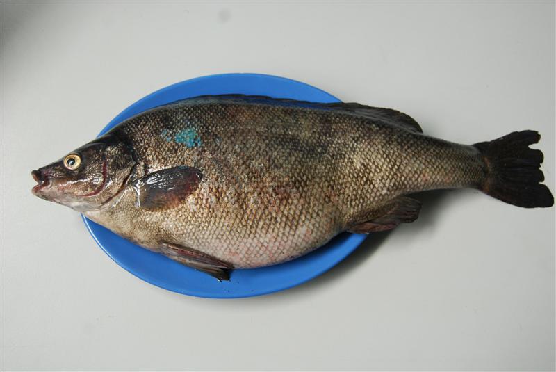 DSC_0063 (Custom).JPG