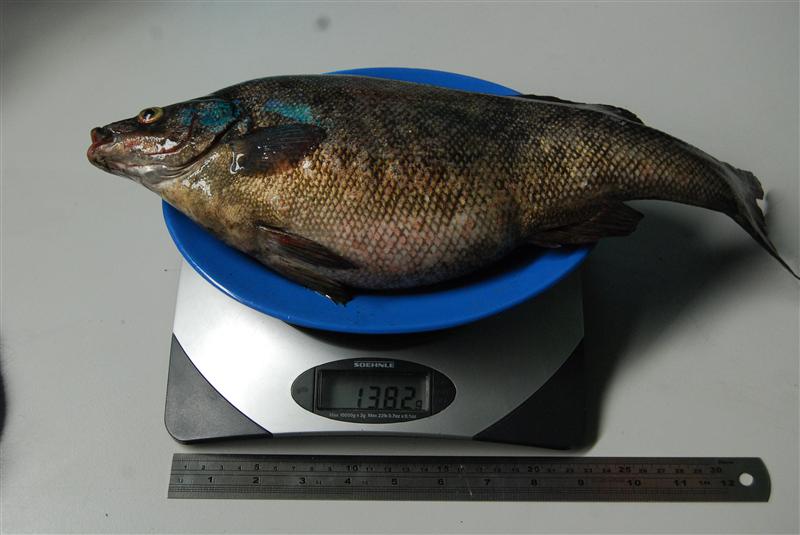 DSC_0065 (Custom).JPG