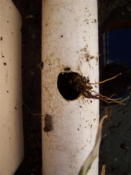 100_3378 (Medium).JPG