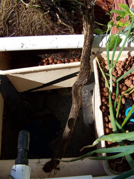 100_3379 (Medium).JPG