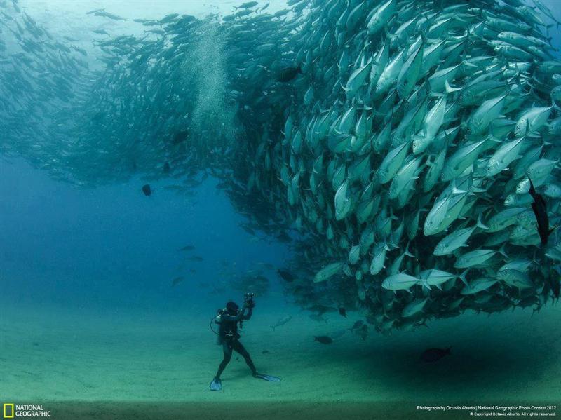fish-schooling (Custom).jpg