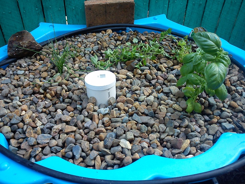 20121218_New Plants_Italian Herbs_Day1 (1).jpg