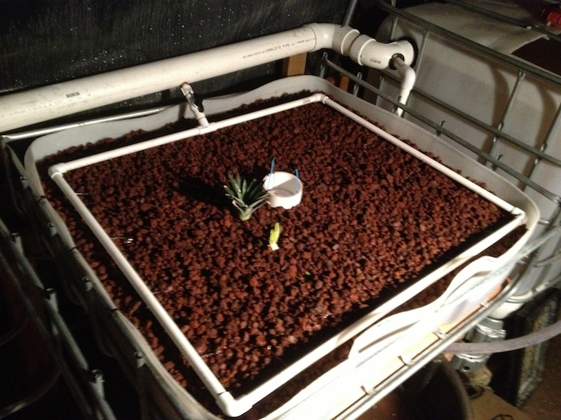 Growbed1.jpg