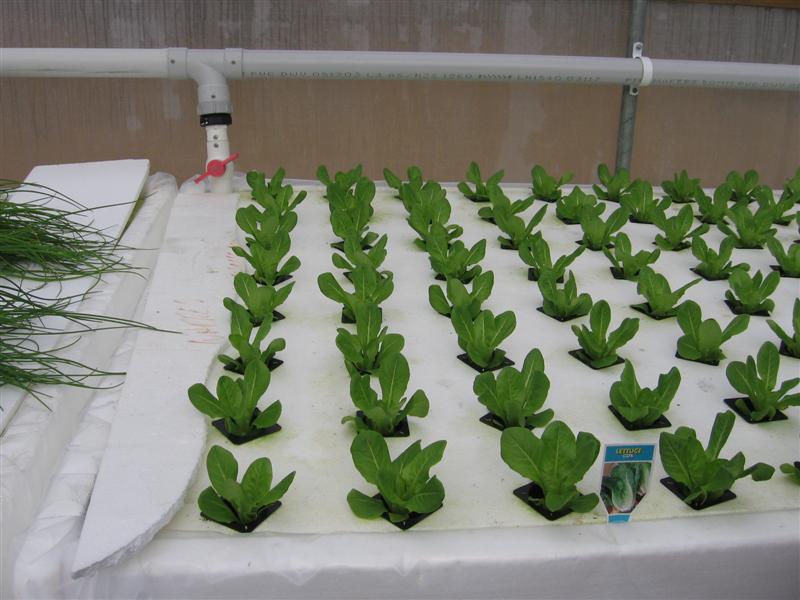 minna 002 (Medium).jpg