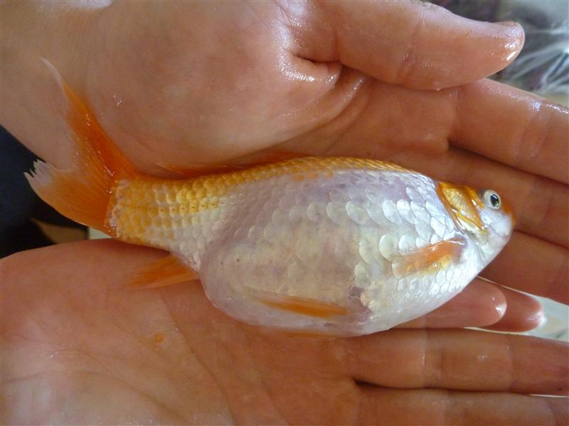 P1060705 (Custom).JPG