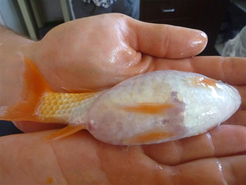 P1060706 (Custom).JPG