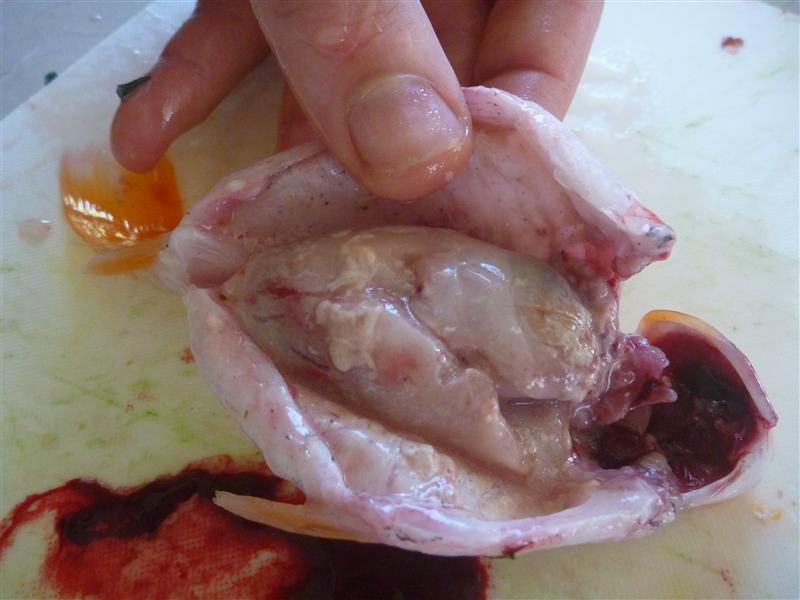 P1060708 (Custom).JPG