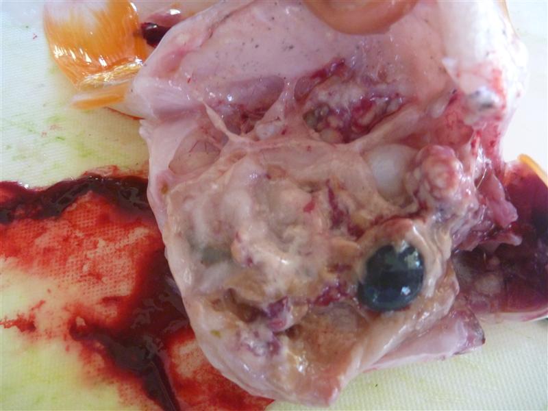 P1060709 (Custom).JPG