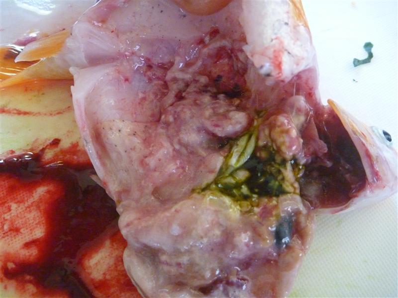 P1060710 (Custom).JPG