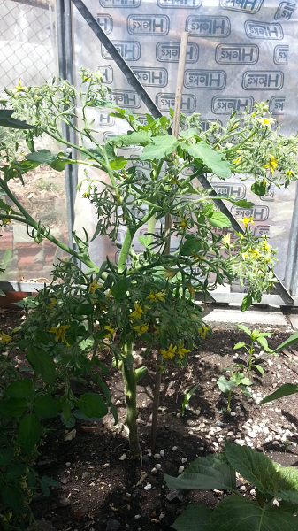 flowers taller than tomato1.png