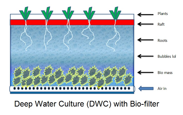 DWC with BioFilter.jpg